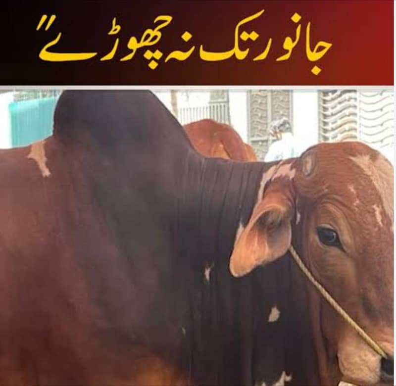 دو سال ریپلیسمنٹ وارنٹی میں اچھی قیمت میں کیمرے لگوائیں 3