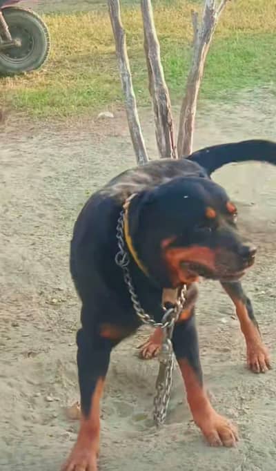 Rottweiler Dog