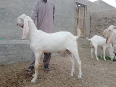 available for qurbani