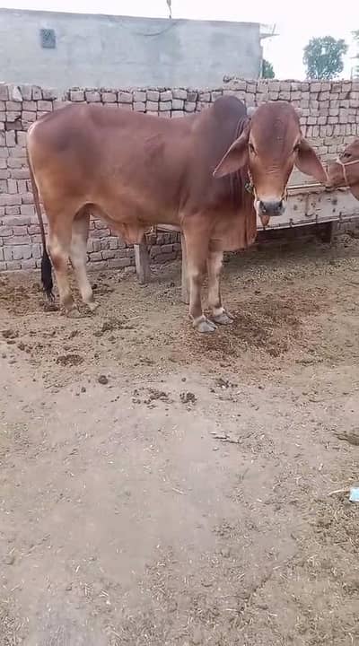 Qurbani