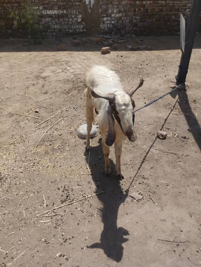 qurbani ka janwar