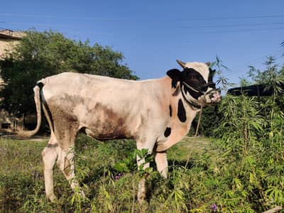 *desi bull*