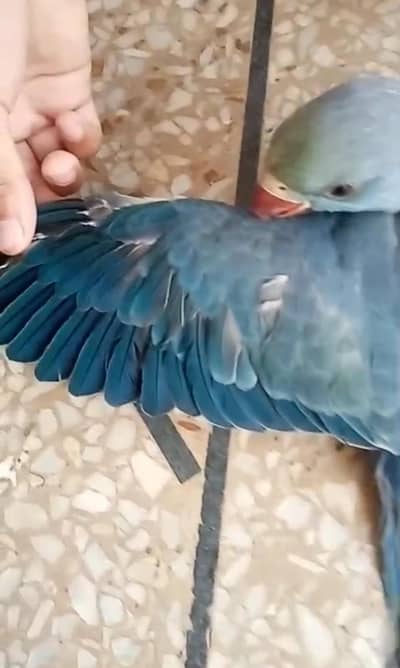 Ringneck