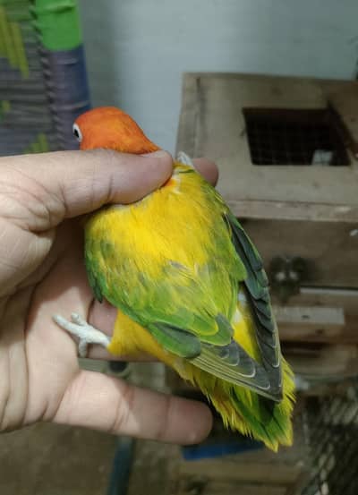 Hand Tame chick, Love Birds Pairs