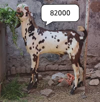 Bakra/Donda/khassi/goat/janwar/Qurbani/Heavy/solid/male/desi/ranjanpur