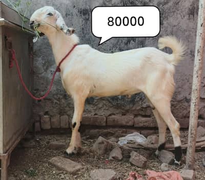 Bakra/Donda/khassi/goat/janwar/Qurbani/Heavy/solid/male/desi/ranjanpur