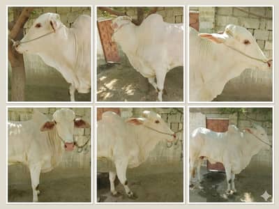Brown bachri/Bull / Bachiya  / Wacha / Desi bachre / Qurbani ka janwar