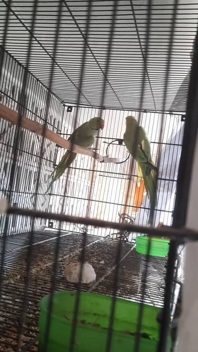 ringneck pari