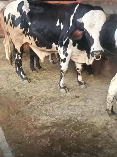 2 dant vacha 2.5 year ka