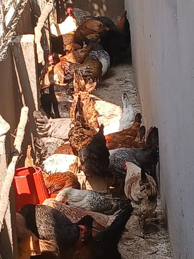 murgiya for sale