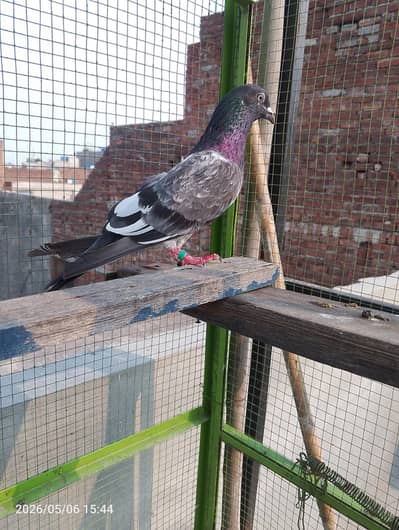 MASHAHALLAH brdr bird