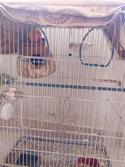 Love Birds