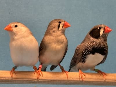 Finch Pair Urgent Sale (Reasonable Price)