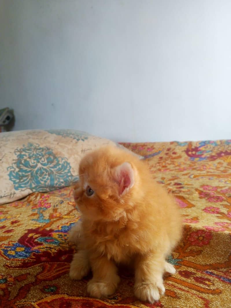 Kitten 0