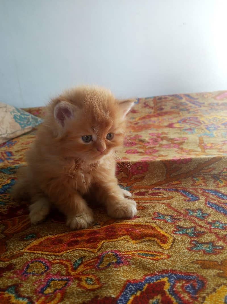 Kitten 1