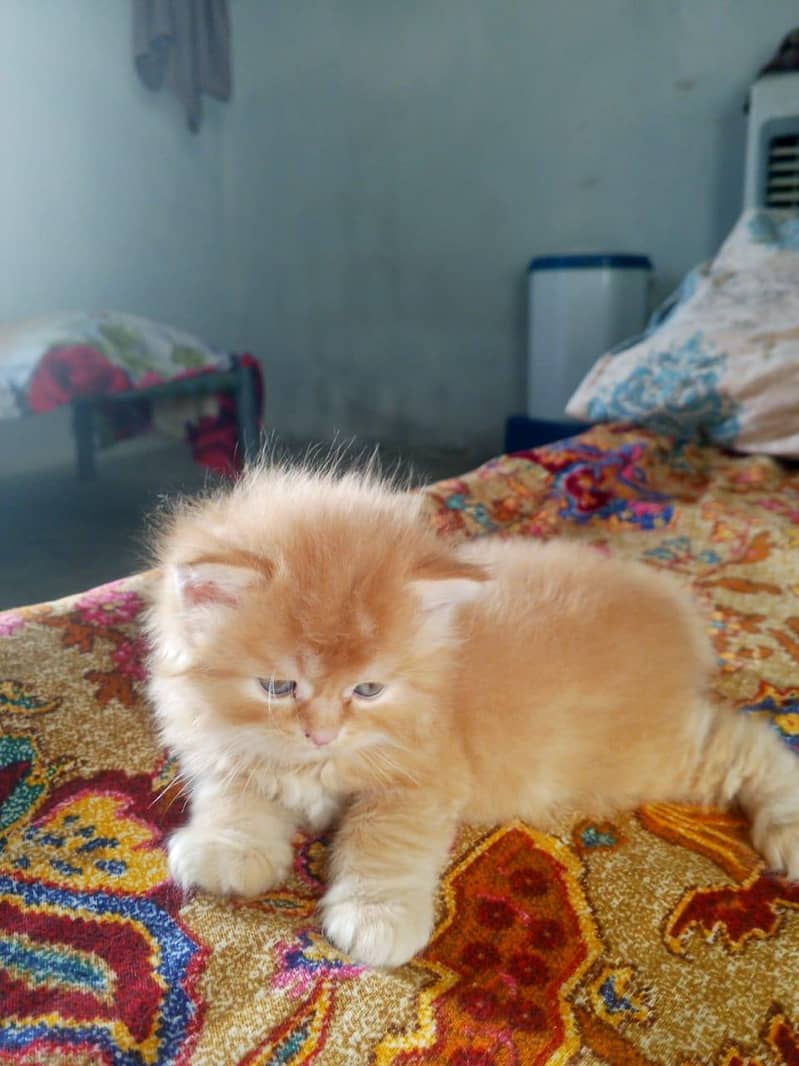 Kitten 2