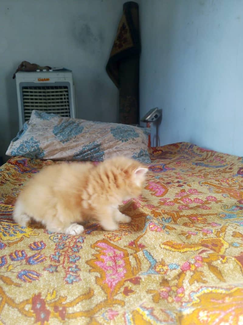 Kitten 4