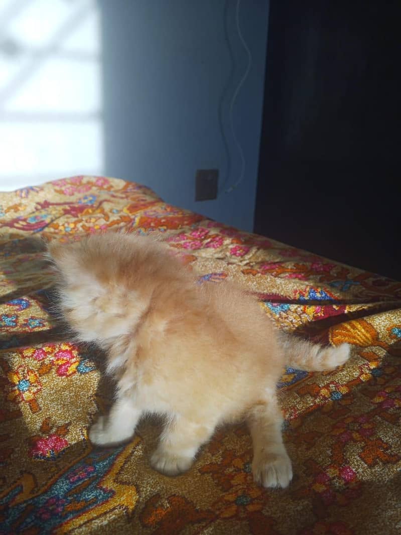 Kitten 5