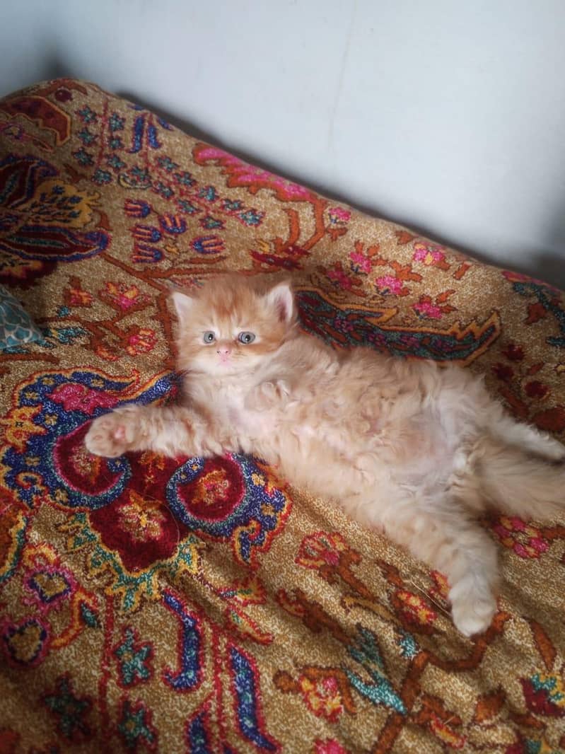 Kitten 8