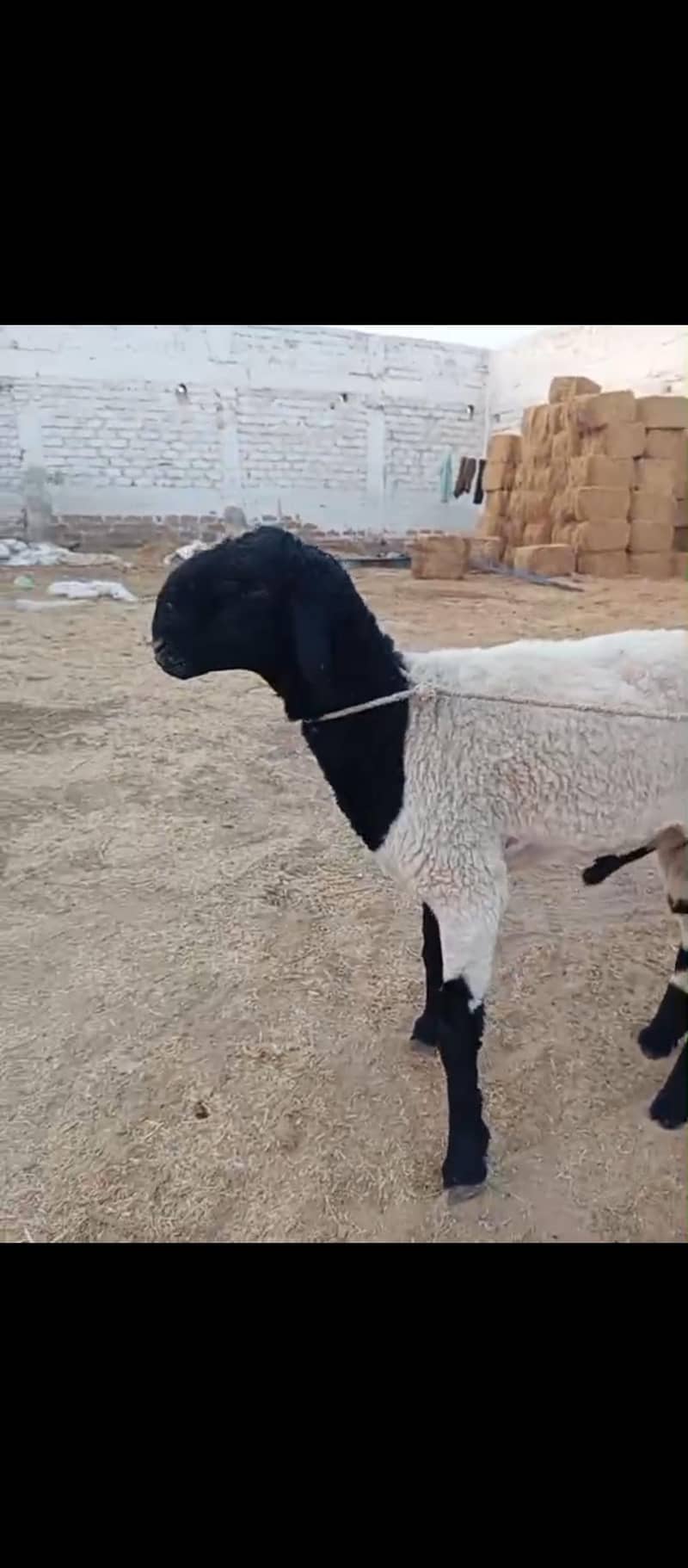  ماشاء اللہ خوبصورت دنبہ برائے فروخت  0