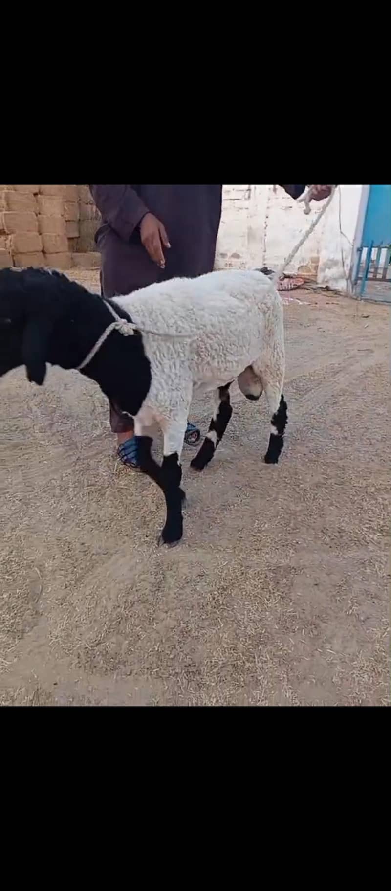  ماشاء اللہ خوبصورت دنبہ برائے فروخت  1