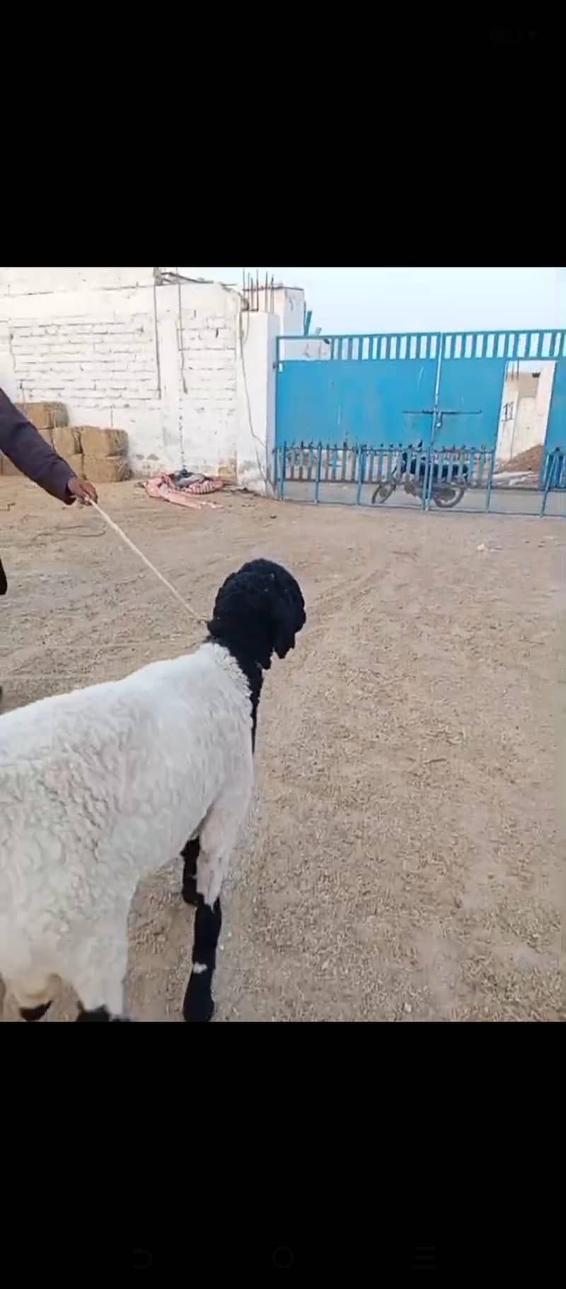  ماشاء اللہ خوبصورت دنبہ برائے فروخت  2