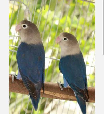 Fisher parrot 3 pair