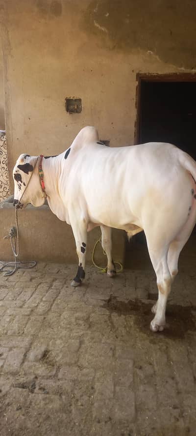 fateh jangi bail