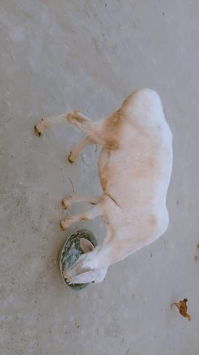 Desi Dumba Pahari!