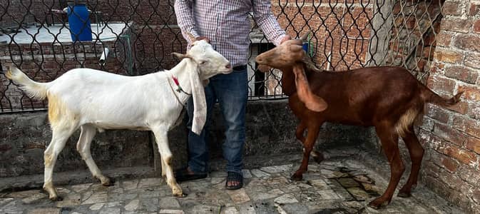 goats male