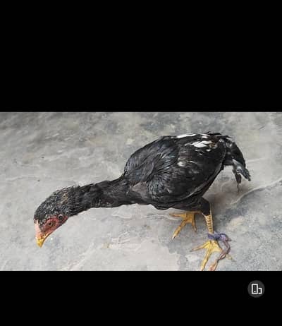 Aseel patha
