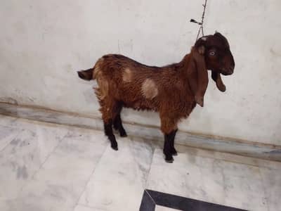 betal bacha
