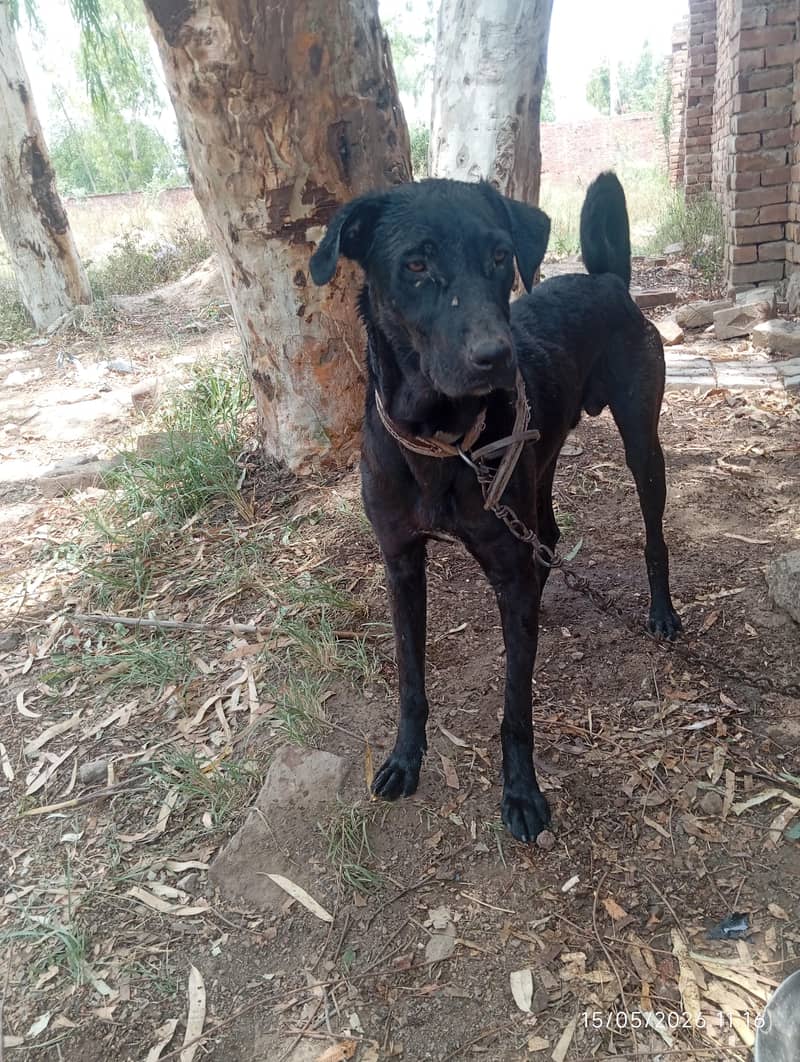Black Labrador 0