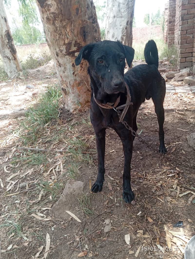 Black Labrador 1