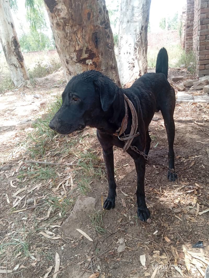 Black Labrador 2