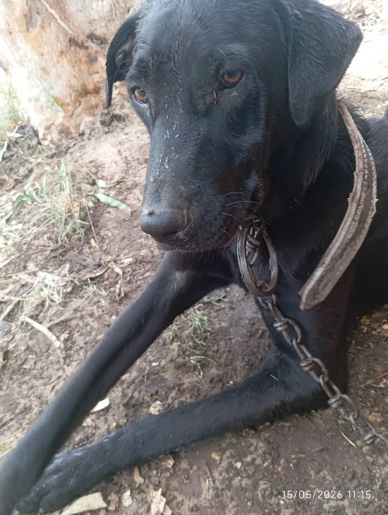 Black Labrador 3