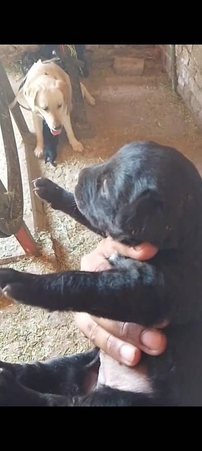 Labrador puppies for sale healthy and active teeno female hn