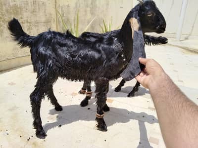 Beetal goat child shine Black