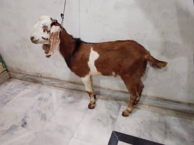 quilty male bcha