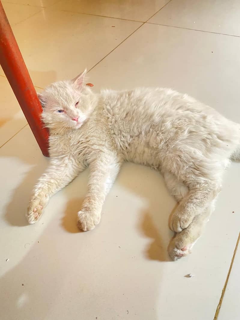 pershan cat 0