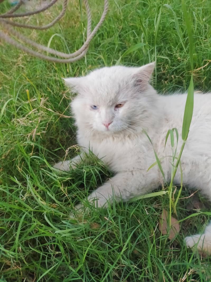 pershan cat 1