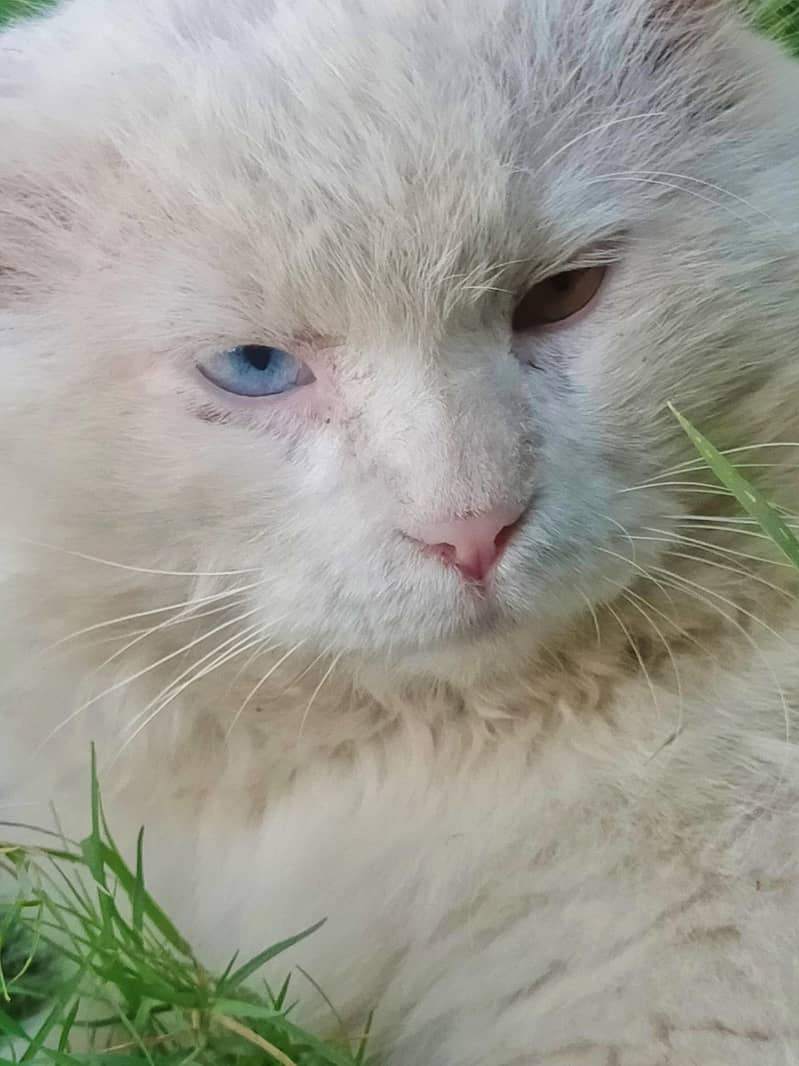 pershan cat 2