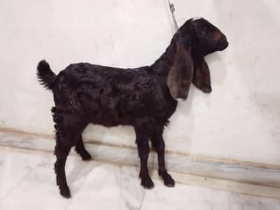 2 male