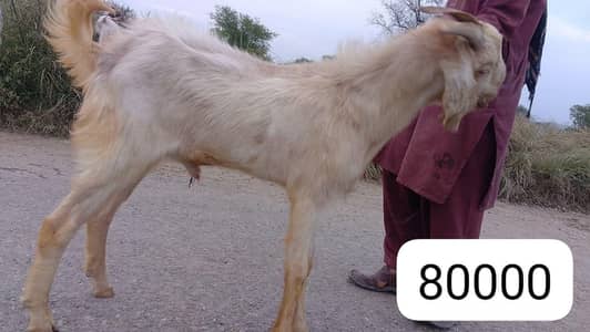 Eid Bakras for sale