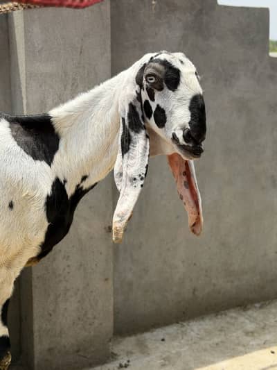 Beetal bakri desi bakri, doodh wali bakri Gabban hai