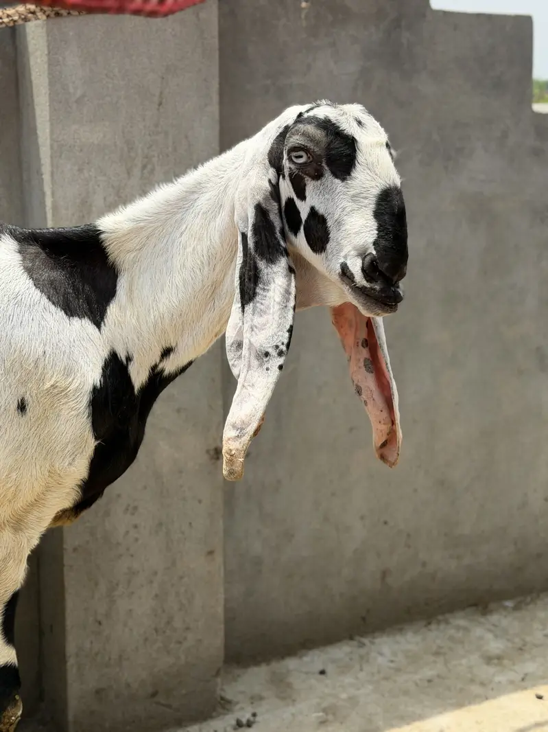 Beetal bakri desi bakri, doodh wali bakri