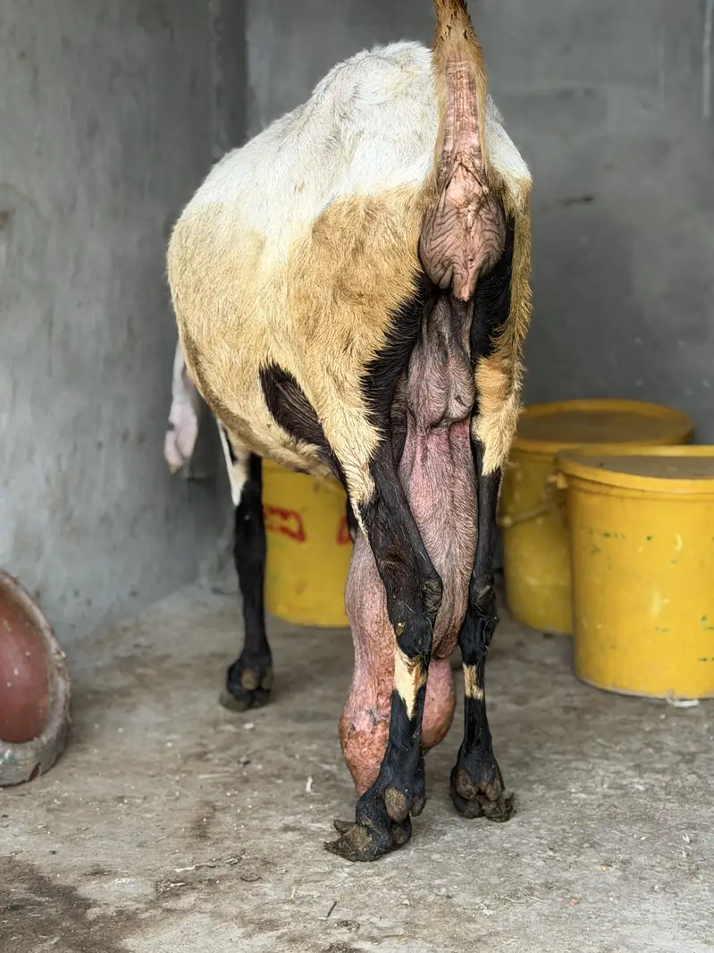 Beetal bakri desi bakri, doodh wali bakri — photo 3