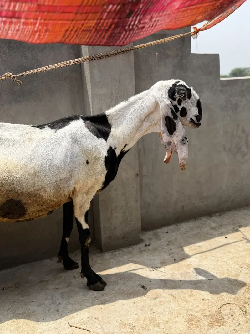 Beetal bakri desi bakri, doodh wali bakri — photo 2