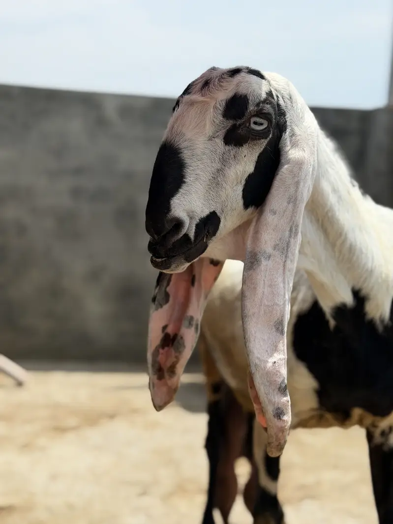 Beetal bakri desi bakri, doodh wali bakri — photo 4