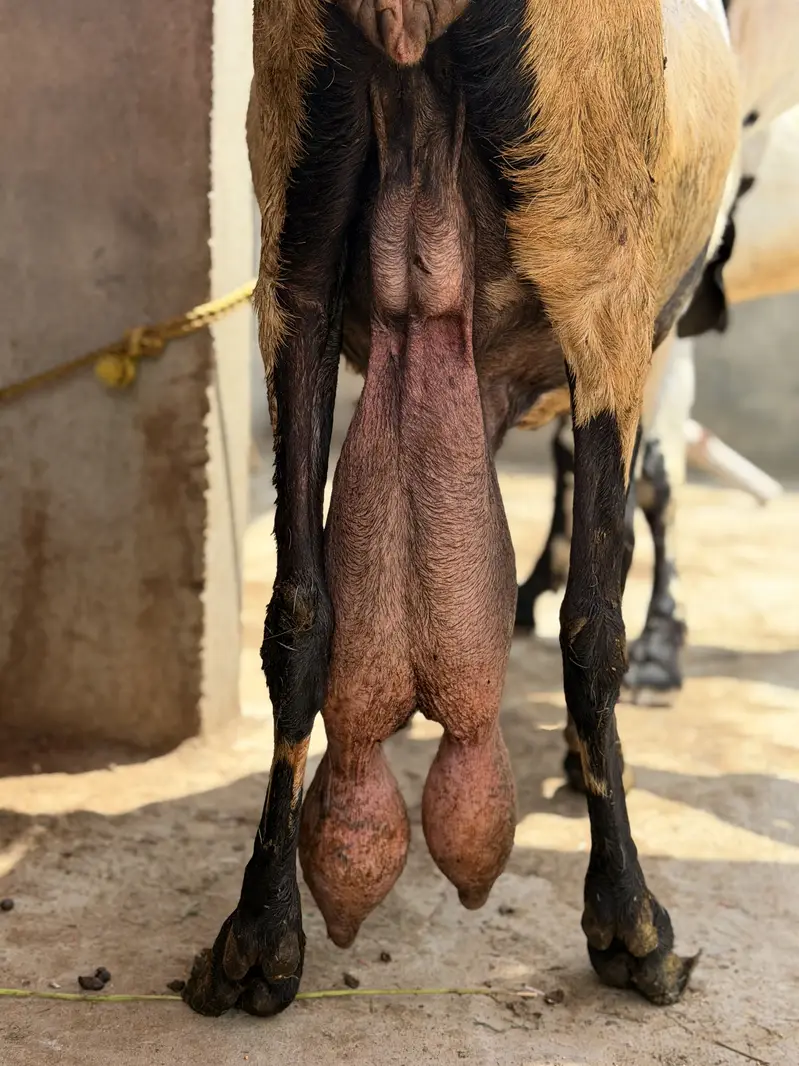 Beetal bakri desi bakri, doodh wali bakri — photo 5